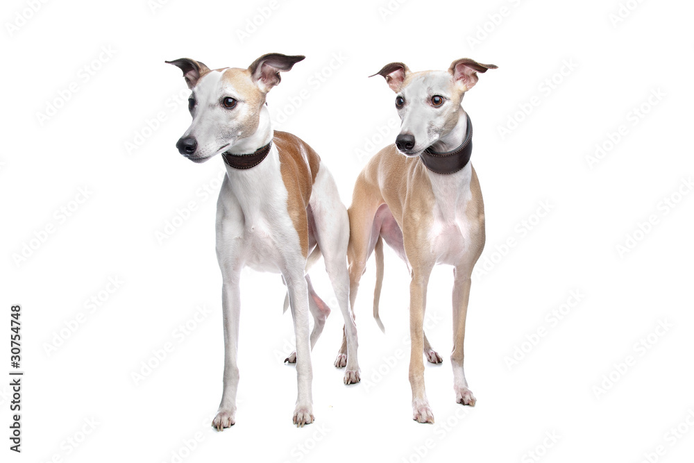 Two Whippet hounds