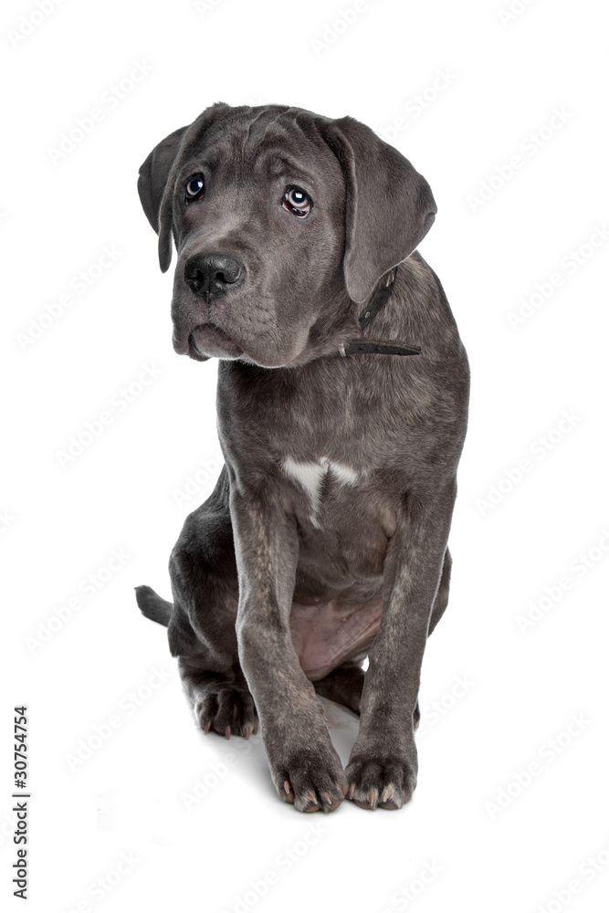 Fototapeta premium Cane Corso or Italian Mastiff