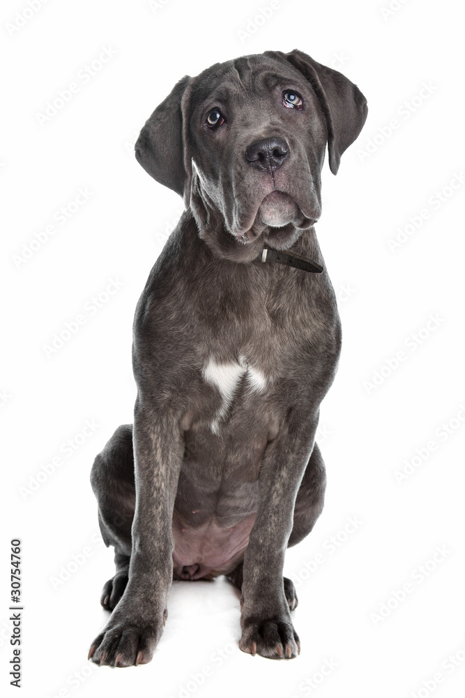 Cane Corso or Italian Mastiff