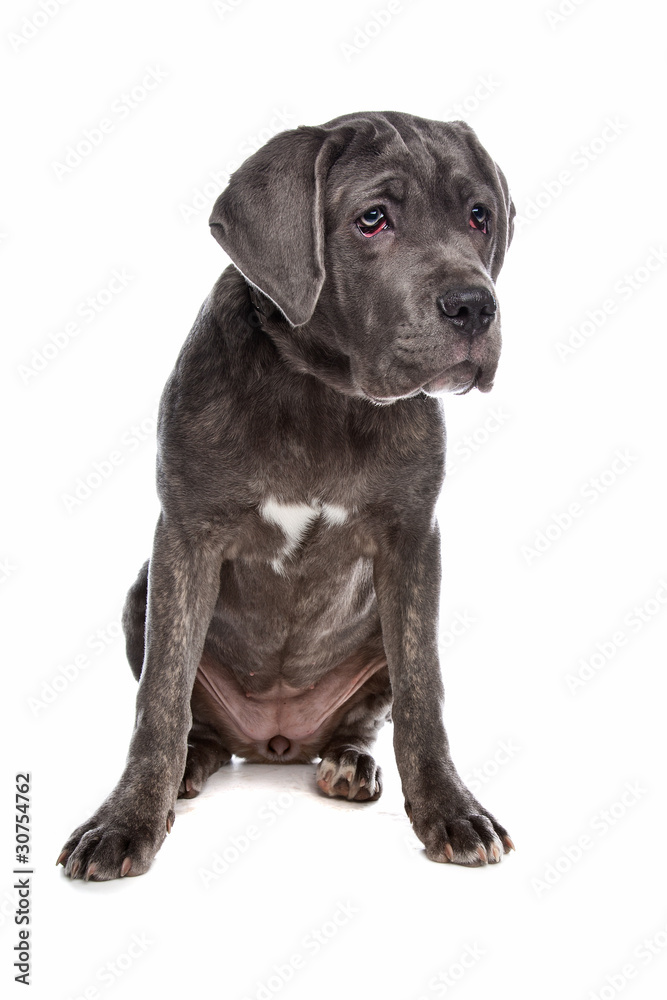 Cane Corso or Italian Mastiff