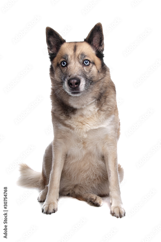 mixed breed dog of a husky and a German shepherd