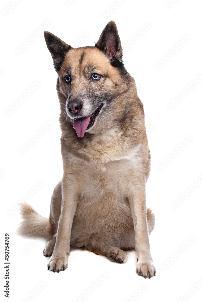 mixed breed dog of a husky and a German shepherd