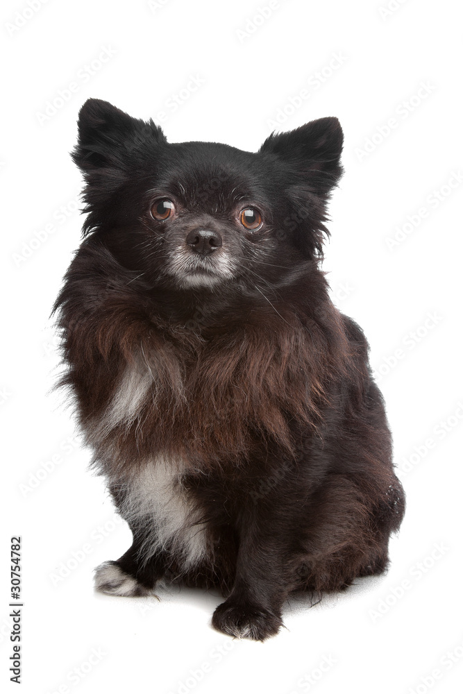 Obraz premium Chihuahua