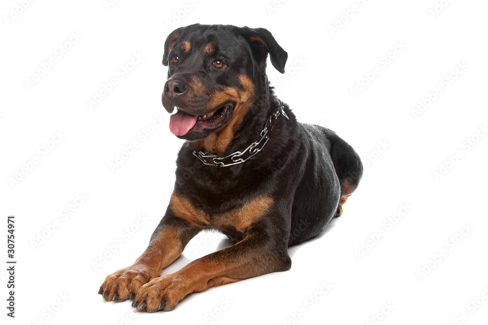 Rottweiler Rottweiler