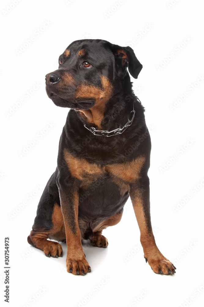 Rottweiler Rottweiler