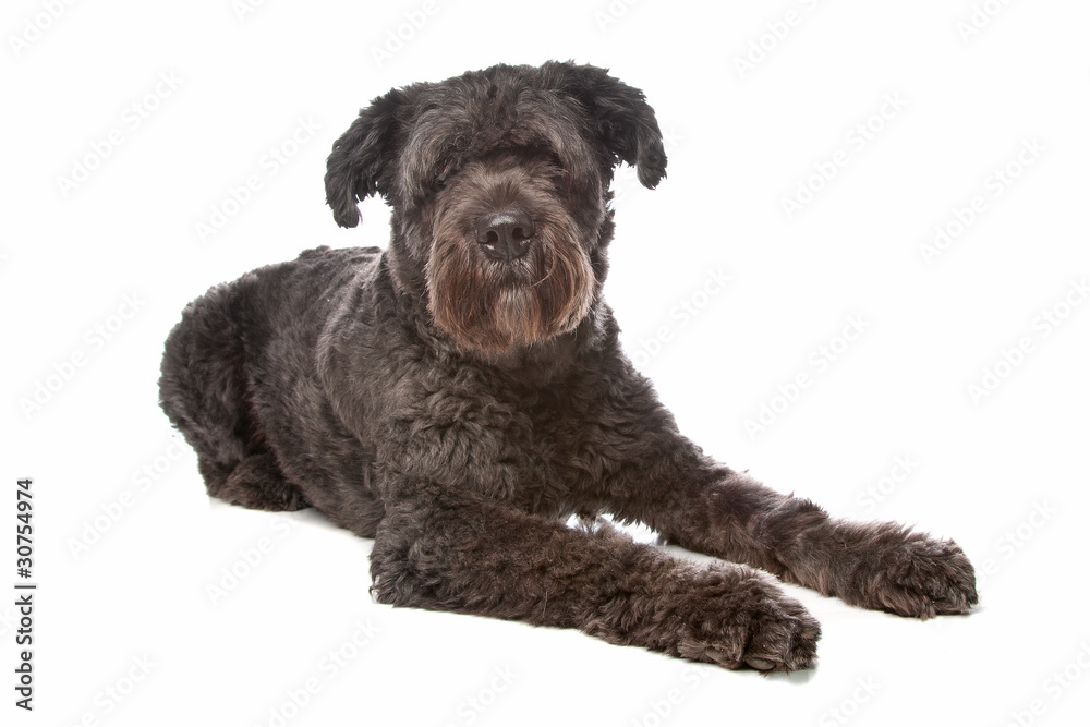 Bouvier des Flandres