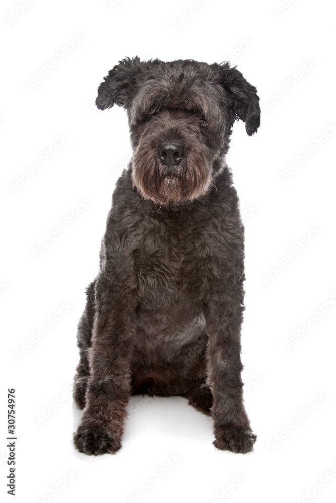 Bouvier des Flandres