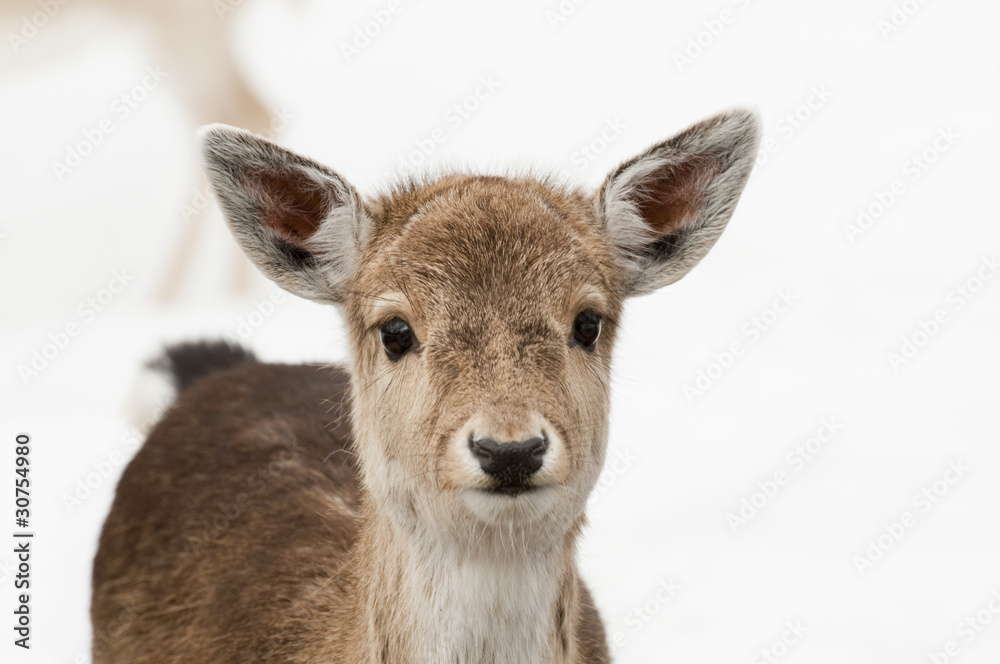 Fototapeta premium small doe