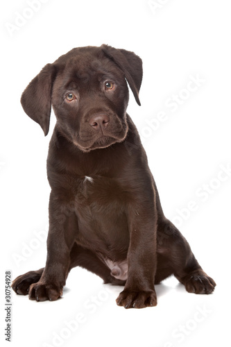 Chocolate Labrador