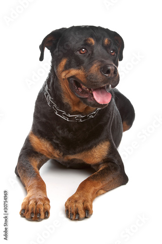 Rottweiler