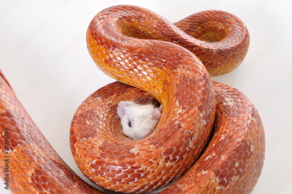Naklejka premium Corn Snake (Elaphe guttata) trapping a white mouse