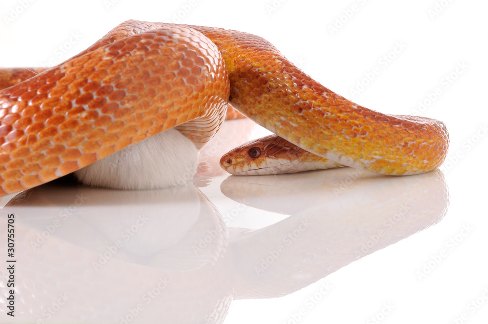 Naklejka premium Corn Snake (Elaphe guttata) trapping a white mouse