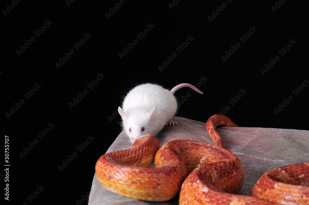 Corn Snake (Elaphe guttata), or Red Rat Snake and a white mouse Corn Snake (Elaphe guttata), or Red Rat Snake and a white mouse