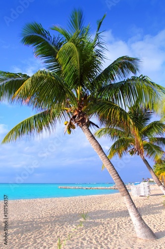 Fototapeta Naklejka Na Ścianę i Meble -  Caribbean North beach palm trees Isla Mujeres Mexico