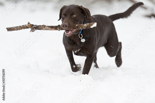 Valokuva Dog fetching stick