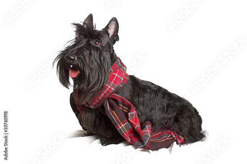 Tablou pe pânză Scottish terrier