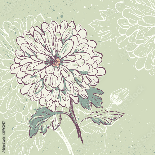 Blooming Chrysanthemum