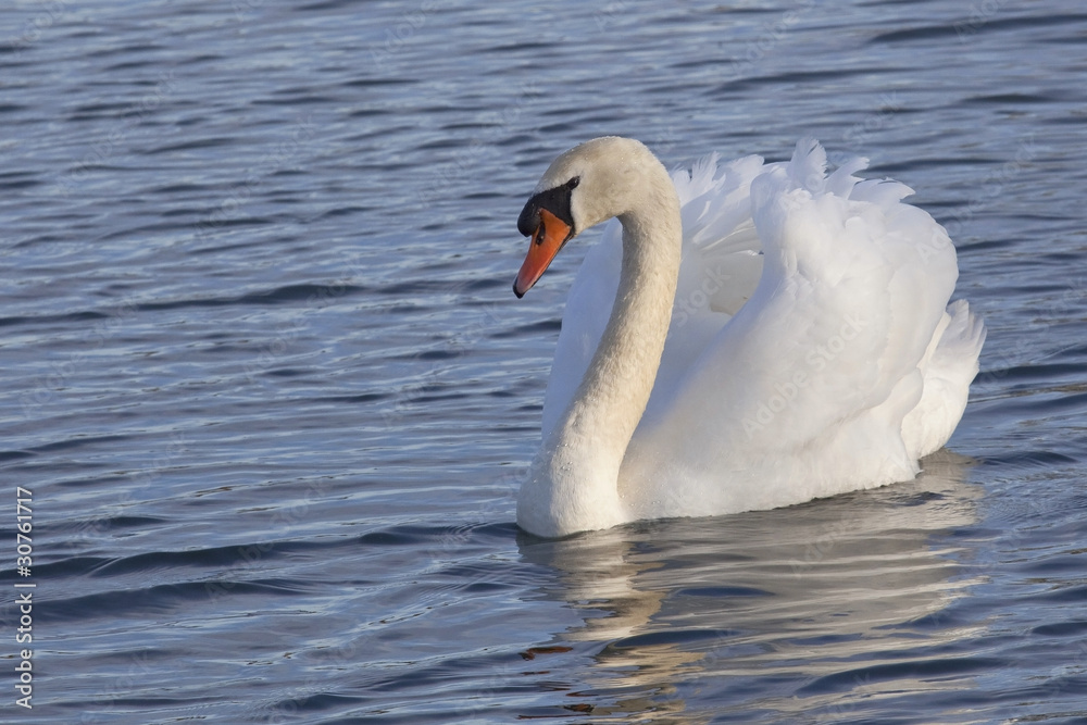 mute swan mute swan