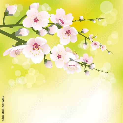 Spring blossom