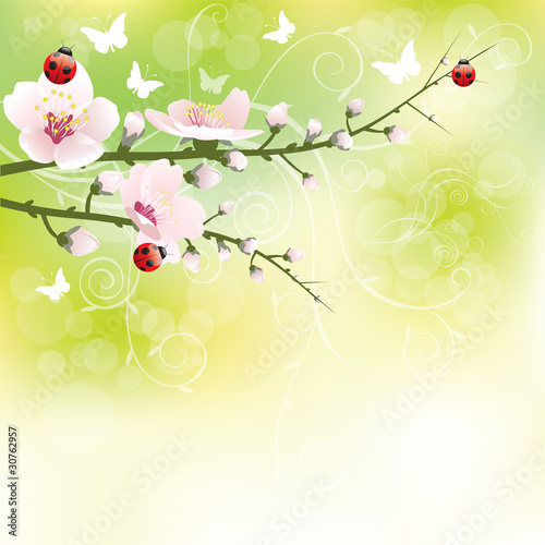 Spring blossom