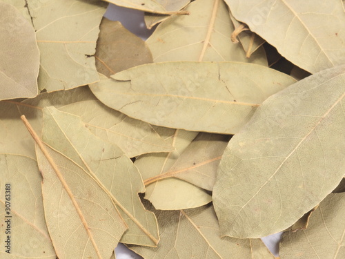 herb - spice - leaf laurel