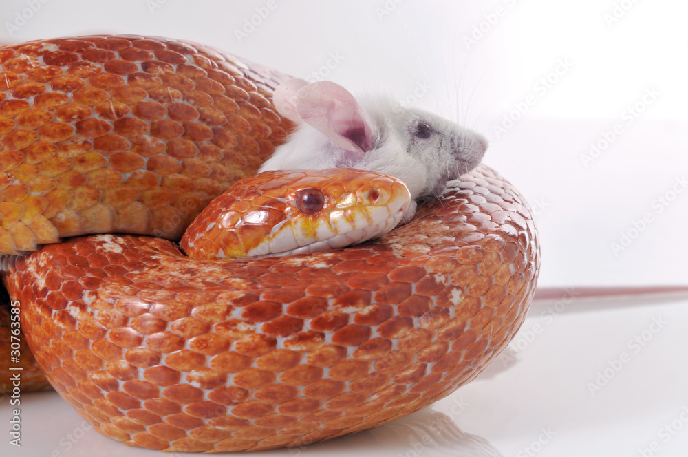 Naklejka premium Corn Snake (Elaphe guttata) trapping a white mouse