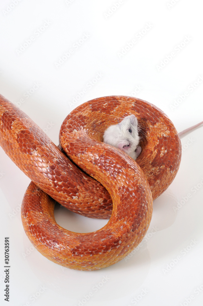 Obraz premium Corn Snake (Elaphe guttata trapping a white mouse