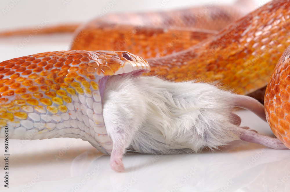 Obraz premium Corn Snake (Elaphe guttata) eating a mouse