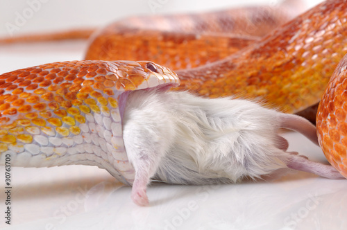 Corn Snake (Elaphe guttata) eating a mouse