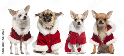 Fototapeta Naklejka Na Ścianę i Meble -  Four Chihuahuas wearing Santa Claus coats