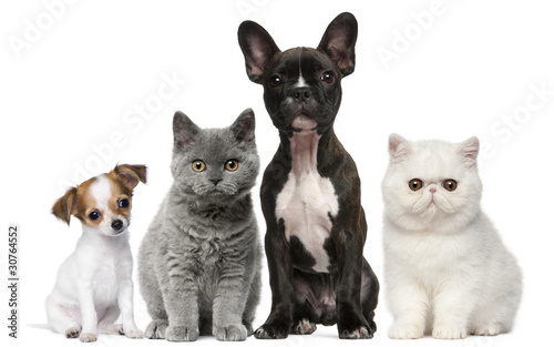 Fototapeta Naklejka Na Ścianę i Meble -  Group of dogs and cats in front of white background