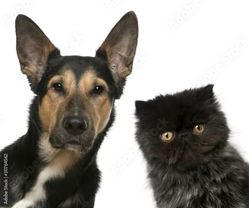 Persian kitten and a Mixed-breed dog