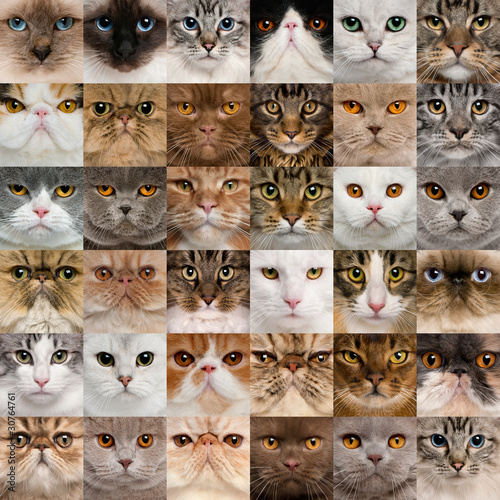 Fotografie, Obraz Collage of 36 cat heads