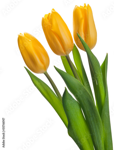 bright yellow tulips isolated on white
