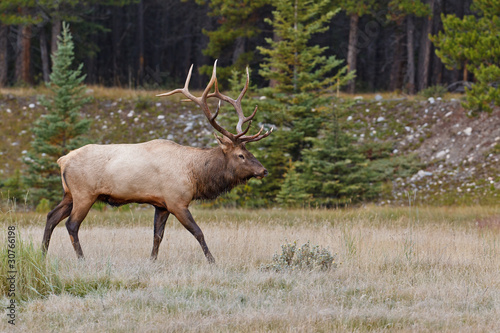 Wallpaper Mural Bull elk, cervus canadensis Torontodigital.ca