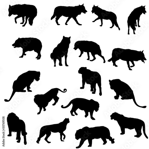 Set of wolves  tigers  leopareds and lions silhouettes