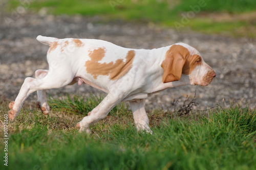 Canvastavla BRACCO ITALIANO, CUCCIOLO 60 GG.