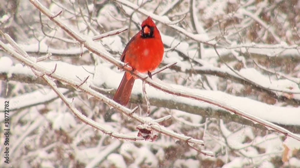 Northern cardinal perched on a branch during a winter storm Northern cardinal perched on a branch during a winter storm