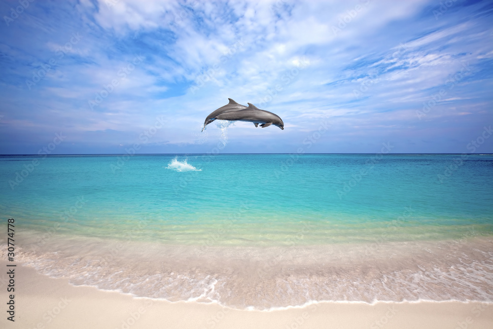 Naklejka premium Dolphins jumping