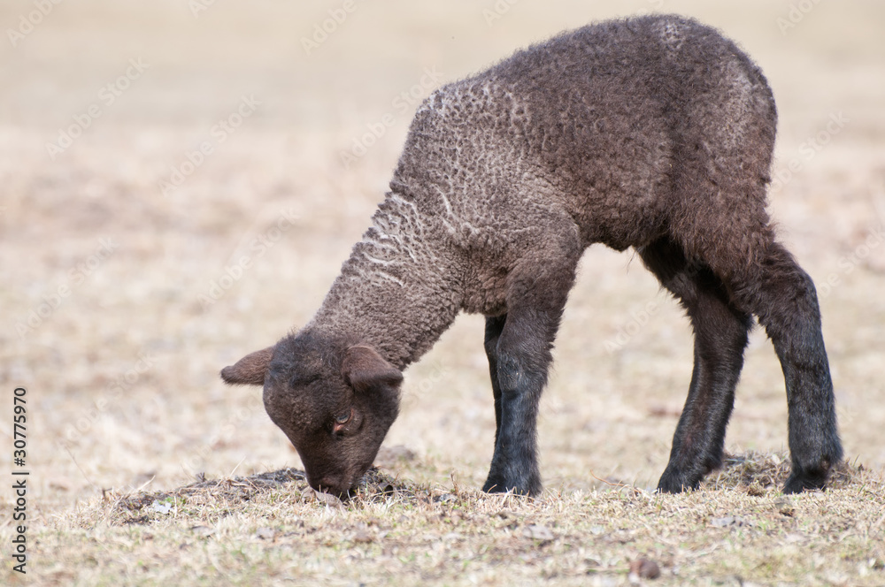 Schwarzes Lamm Schwarzes Lamm