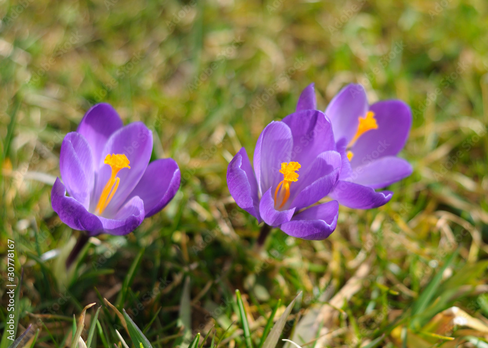 crocus crocus