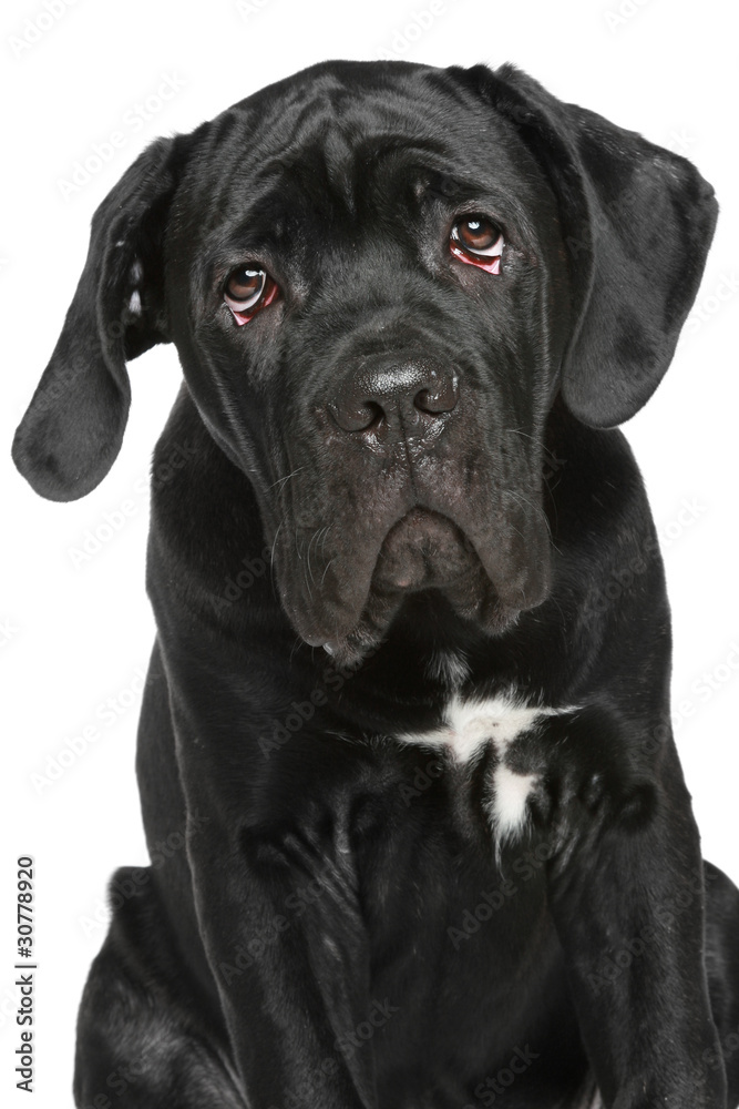 Cane corso puppy close-up portrait