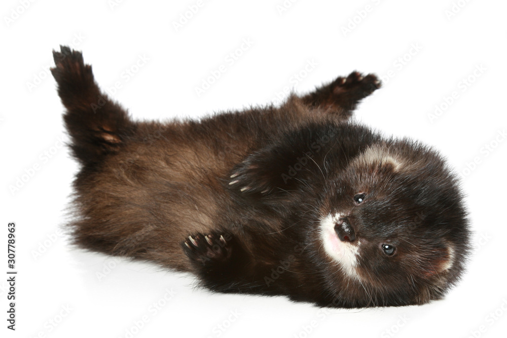 Obraz premium Ferret has a rest on a white background