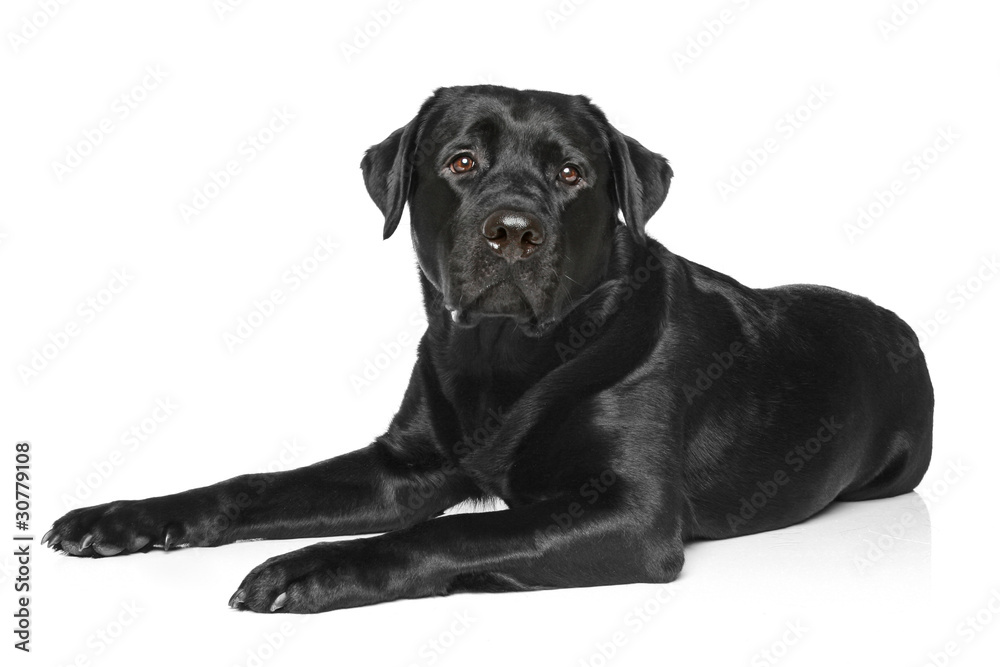 Black Labrador on a white background