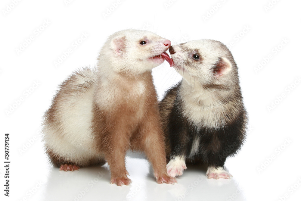 Obraz premium Ferret in love on a white background