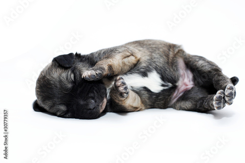 dog puppy sleeping © photoanatomy
