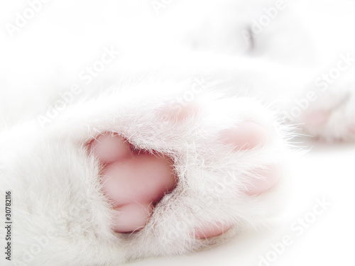 Kitty paw