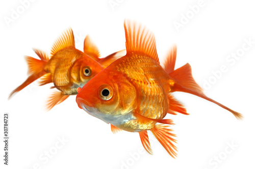three goldfish isolated on white