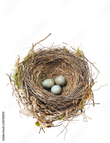 Detail of blackbird eggs in nest isolated on white background