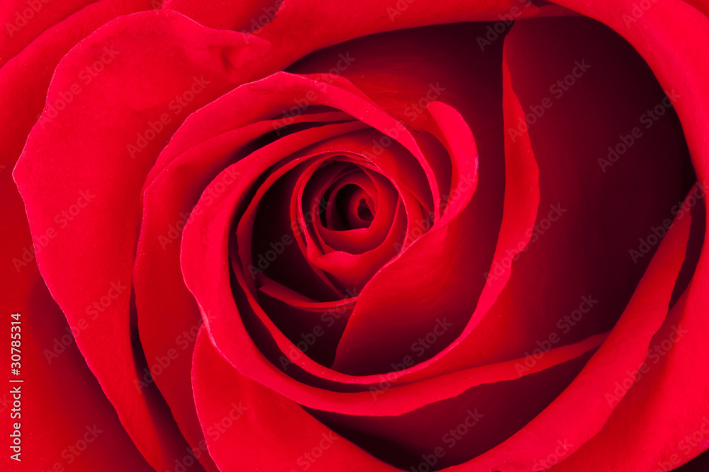 Rose Rose